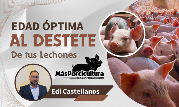 ¿Cuál es la edad óptima para destetar los lechones?