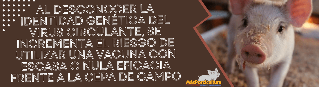 Importancia y Beneficios en la Producción Porcina