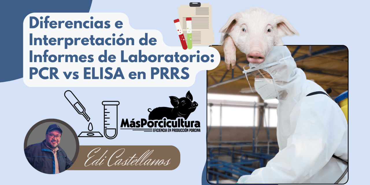 Diferencias e Interpretación de Informes de Laboratorio: PCR vs ELISA en PRRS