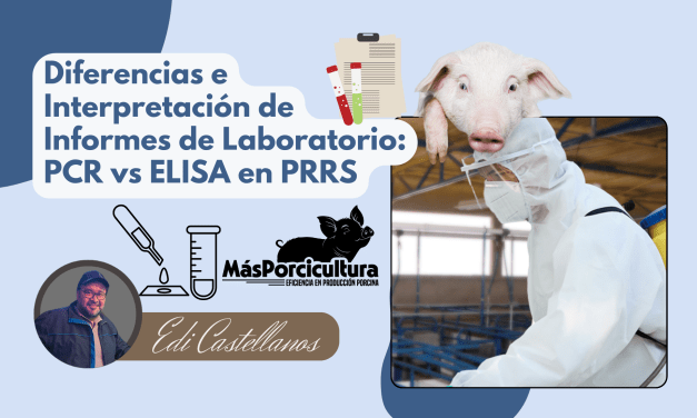 Diferencias e Interpretación de Informes de Laboratorio: PCR vs ELISA en PRRS