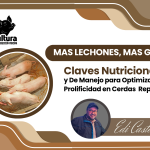 Más Lechones, Más Ganancia: Claves Nutricionales y de Manejo para Optimizar la Prolificidad en Cerdas  Reproductoras