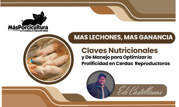 Más Lechones, Más Ganancia: Claves Nutricionales y de Manejo para Optimizar la Prolificidad en Cerdas  Reproductoras