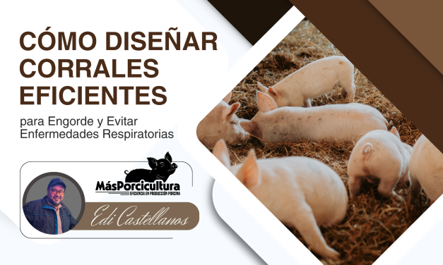 Cómo Diseñar Corrales Eficientes para Engorde y Evitar Enfermedades Respiratorias