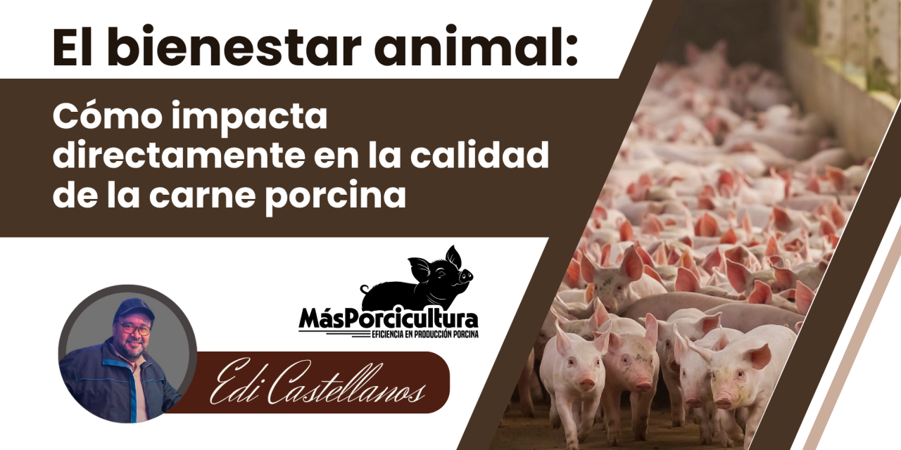El bienestar animal: cómo impacta directamente en la calidad de la carne porcina