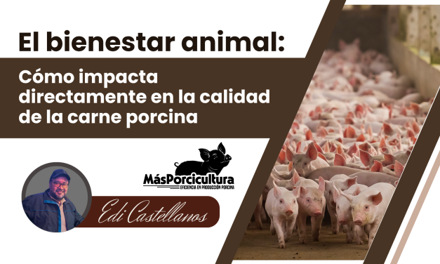 El bienestar animal: cómo impacta directamente en la calidad de la carne porcina