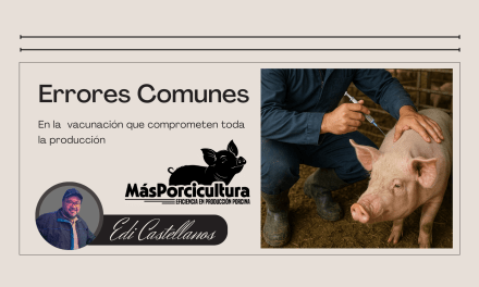 Errores comunes en vacunación porcina que comprometen toda la producción