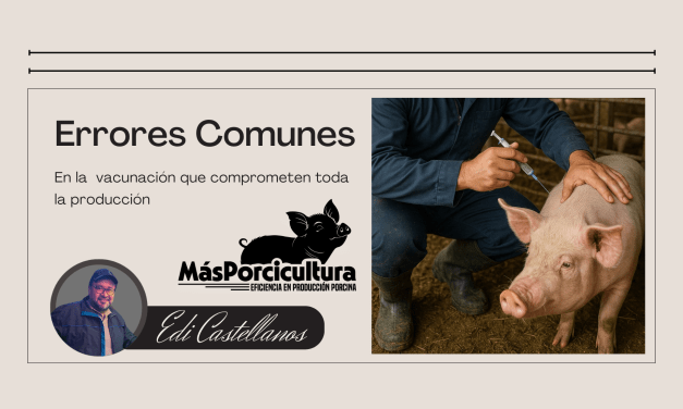 Errores comunes en vacunación porcina que comprometen toda la producción