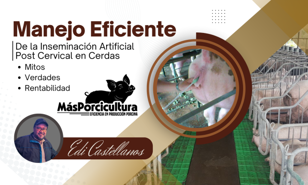 Manejo eficiente de la inseminación post cervical en cerdas: mitos, verdades y rentabilidad
