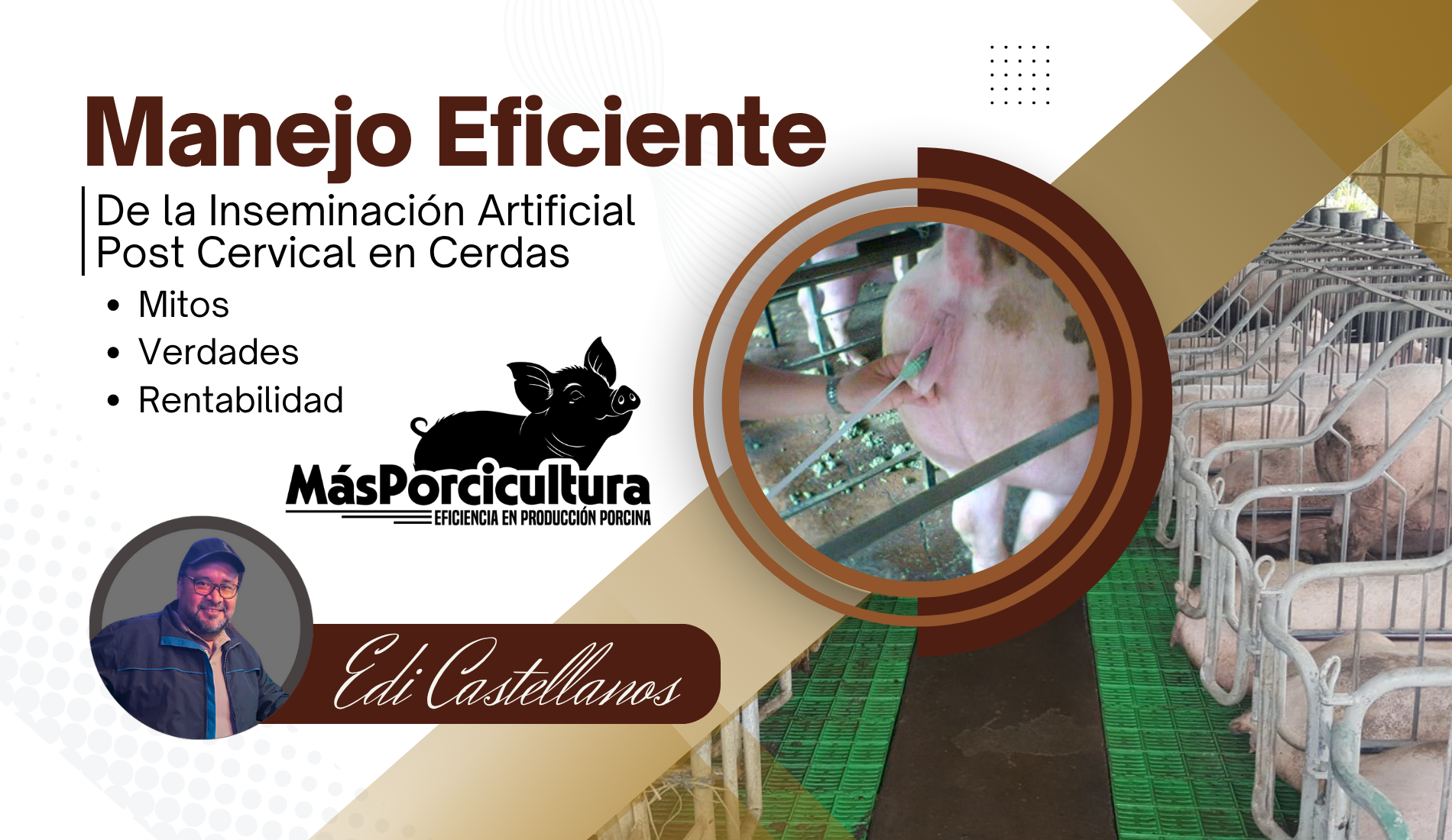 Manejo eficiente de la inseminación post cervical en cerdas: mitos, verdades y rentabilidad