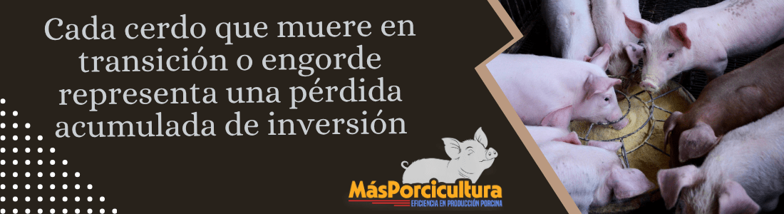 Importancia y Beneficios en la Producción Porcina Cada cerdo que muere en transición o engorde representa una pérdida acumulada de inversión