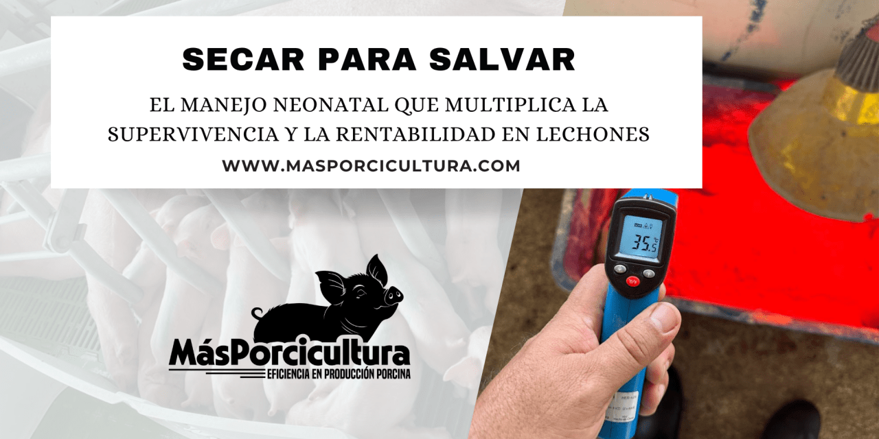Secar para Salvar: El Manejo Neonatal que Multiplica la Supervivencia y la Rentabilidad en Lechones