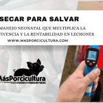 Secar para Salvar: El Manejo Neonatal que Multiplica la Supervivencia y la Rentabilidad en Lechones