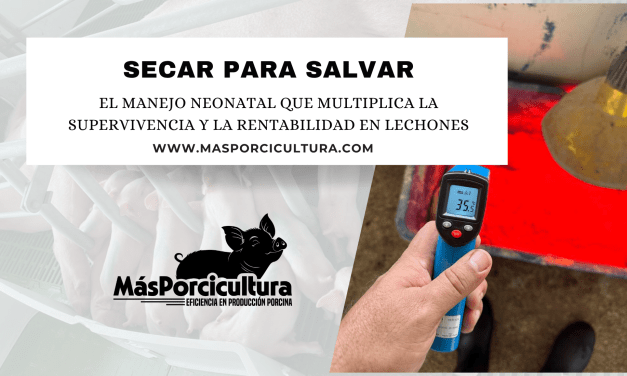 Secar para Salvar: El Manejo Neonatal que Multiplica la Supervivencia y la Rentabilidad en Lechones