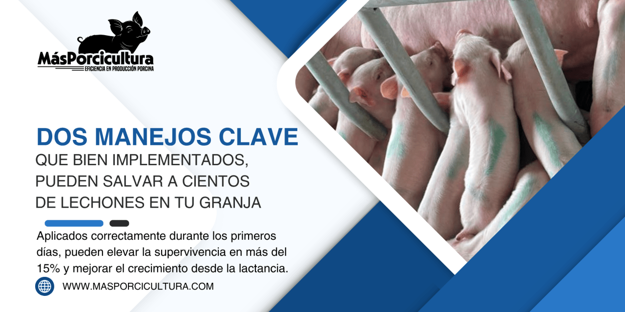 Dos Manejos Clave en maternidad que bien implementados, pueden Salvar a Cientos de Lechones en tu Granja
