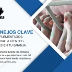 Dos Manejos Clave en maternidad que bien implementados, pueden Salvar a Cientos de Lechones en tu Granja