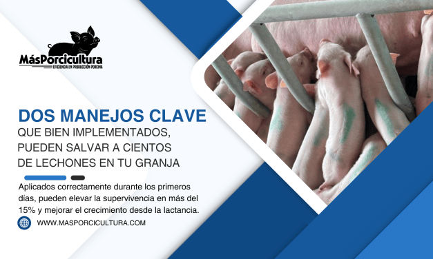 Dos Manejos Clave en maternidad que bien implementados, pueden Salvar a Cientos de Lechones en tu Granja