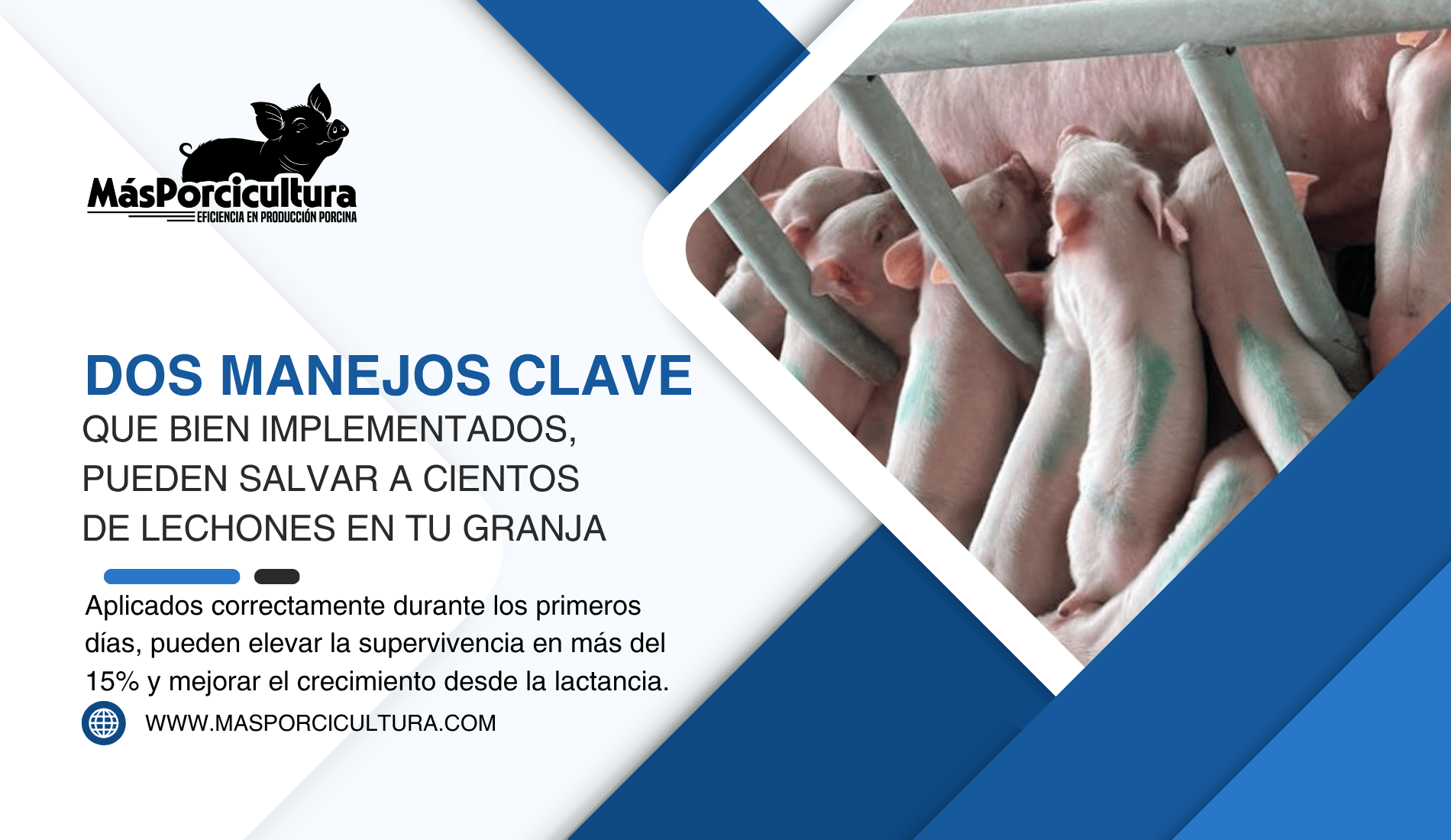 Dos Manejos Clave en maternidad que bien implementados, pueden Salvar a Cientos de Lechones en tu Granja