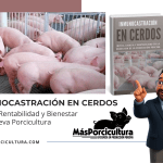 Inmunocastración en Cerdos: Ciencia, Rentabilidad y Bienestar en la Nueva Porcicultura