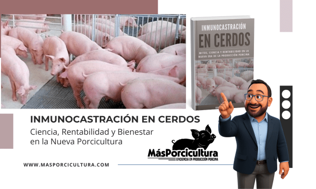 Inmunocastración en Cerdos: Ciencia, Rentabilidad y Bienestar en la Nueva Porcicultura