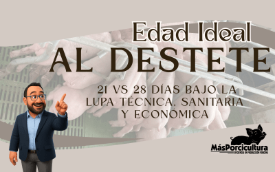 La edad ideal de destete: 21 vs 28 días bajo la lupa técnica, sanitaria y económica