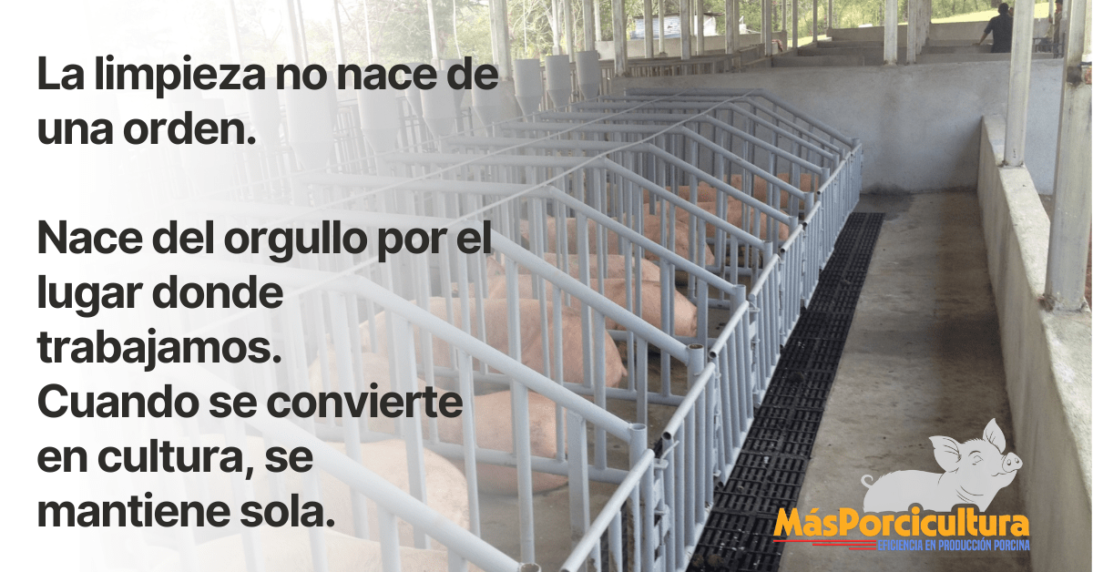 Granja porcina limpia donde la limpieza refleja cultura de trabajo y orgullo del personal 