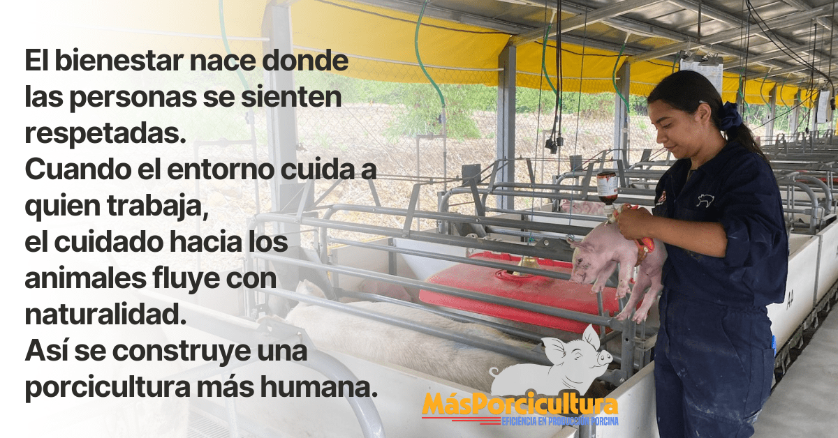 Bienestar humano en granja porcina donde el cuidado del personal mejora el bienestar animal 