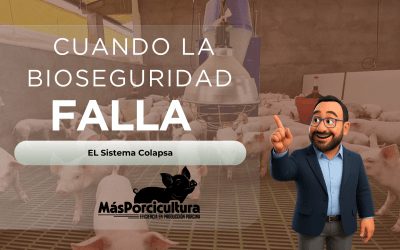 Cuando la Bioseguridad Porcina Falla, el Sistema Colapsa