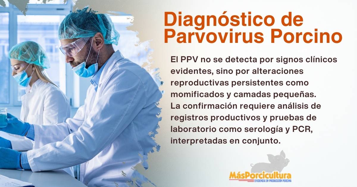 diagnóstico de parvovirus porcino
