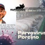 Parvovirus Porcino: la enfermedad que no mata cerdas, pero sí golpea tu rentabilidad reproductiva