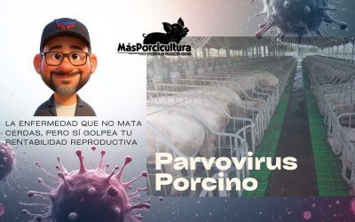 Parvovirus Porcino: la enfermedad que no mata cerdas, pero sí golpea tu rentabilidad reproductiva
