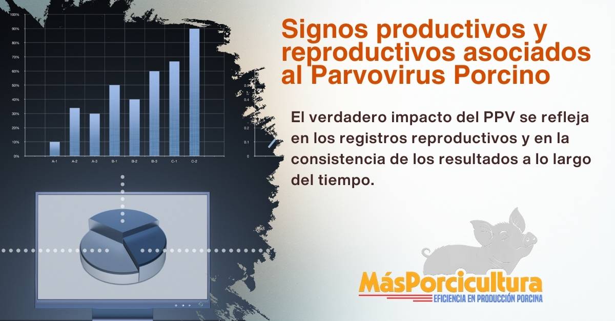 Impacto del parvovirus porcino en el rendimiento reproductivo de la granja porcina