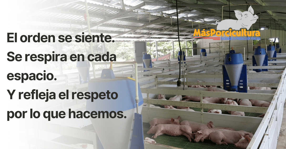 Granja porcina ordenada donde el orden refleja disciplina y respeto por el trabajo
