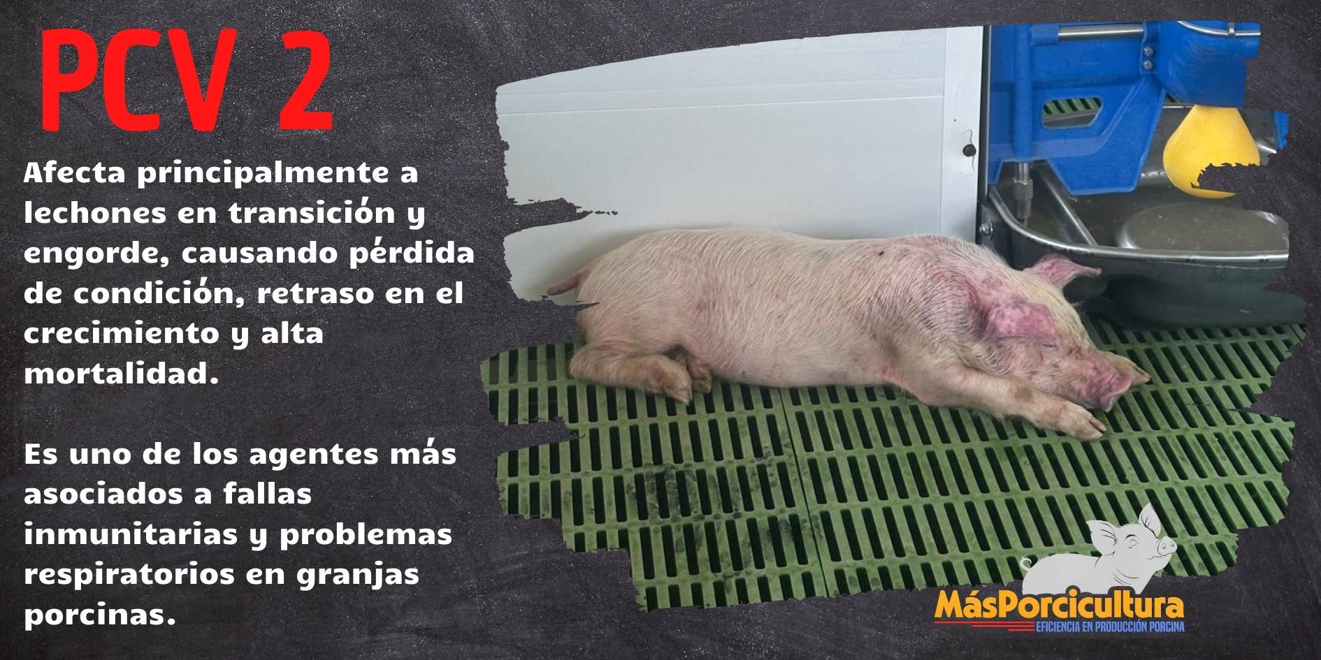 Lechones afectados en crecimiento por Circovirus Porcino Tipo 2