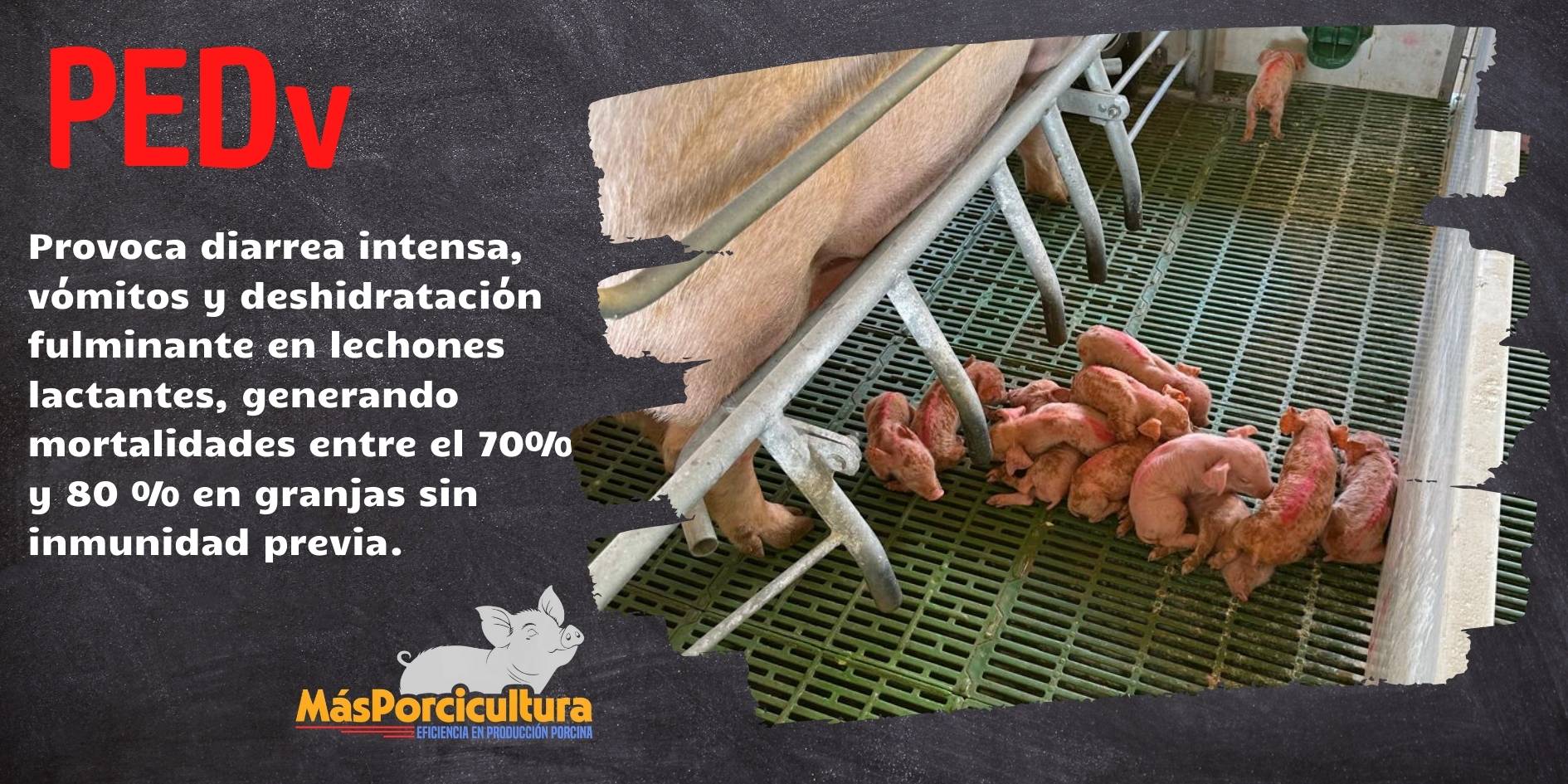 lechones con diarrea epidemica porcina en maternidad