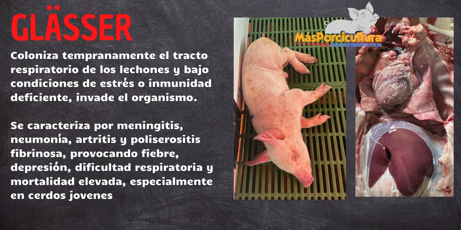 Meningitis y Poliserositis causado por Glaesserella en lechones