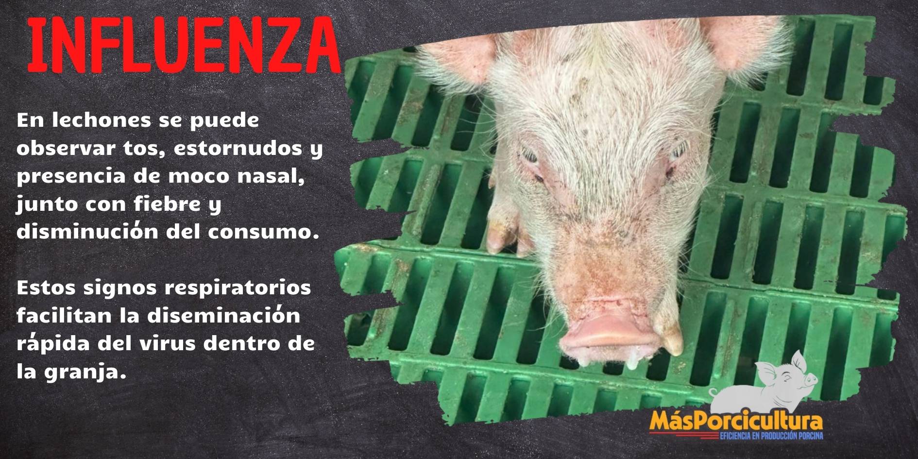 Sintomas evidentes en lechones con influenza porcina