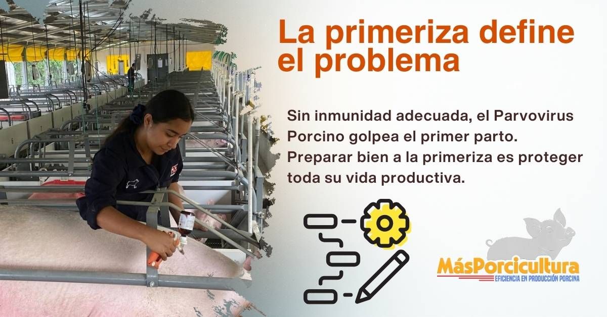 Manejo sanitario de primerizas para el control del Parvovirus Porcino y la protección de la rentabilidad reproductiva en granjas porcinas.