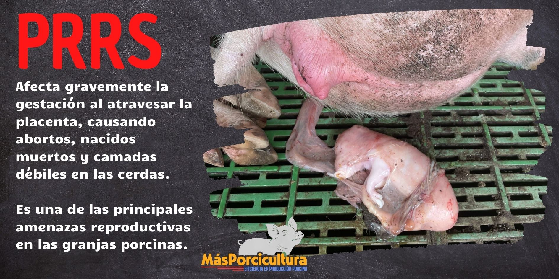 Abortos causados por PRRS en cerdas gestantes