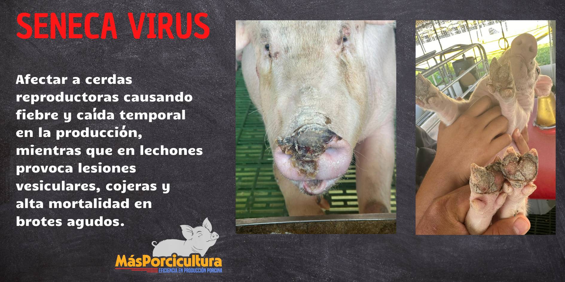 Lesiones vesiculares por Seneca Virus en lechones y cerdas