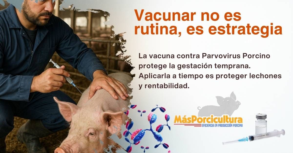 Vacunación contra Parvovirus Porcino como estrategia para proteger la gestación temprana y la rentabilidad reproductiva de la granja porcina.