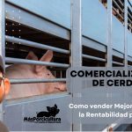 Comercialización de Cerdos: Cómo Vender Mejor y Aumentar la Rentabilidad por Cerdo