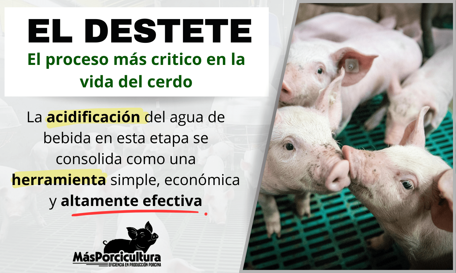 Acidificacion de Agua El destete