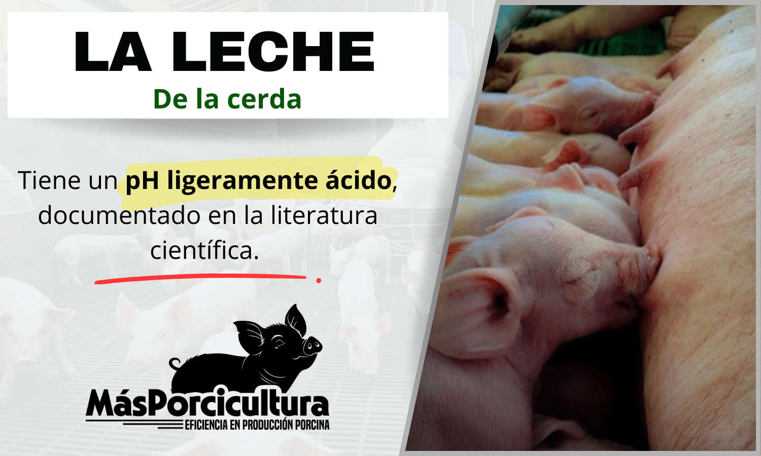 Acidificacion de Agua La importancia del ph en la lactancia