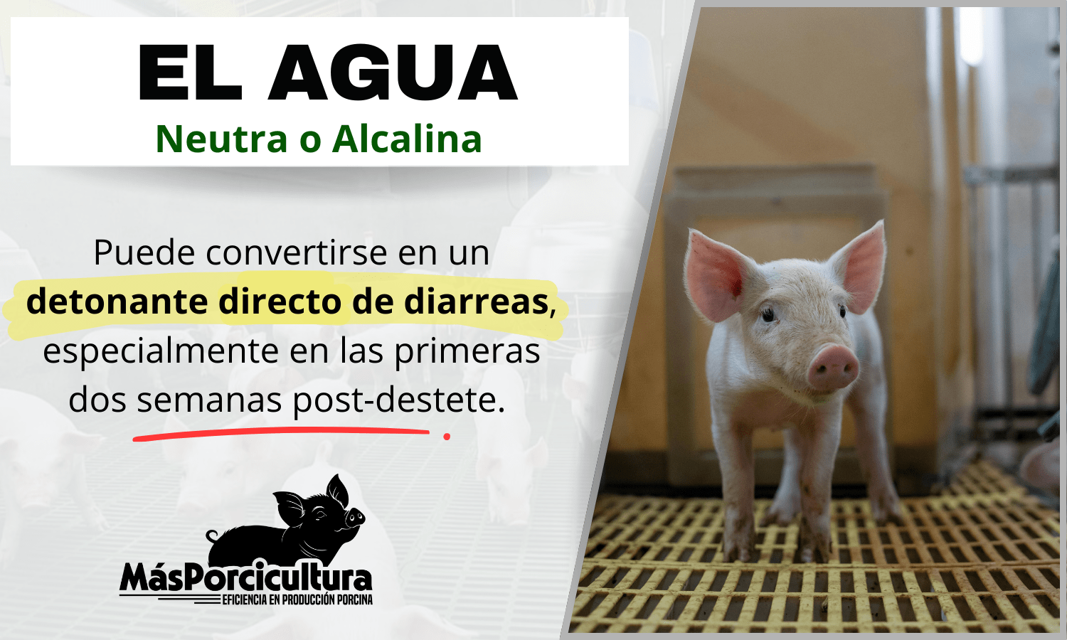 Acidificacion de Agua La importancia de no dar cualquier agua