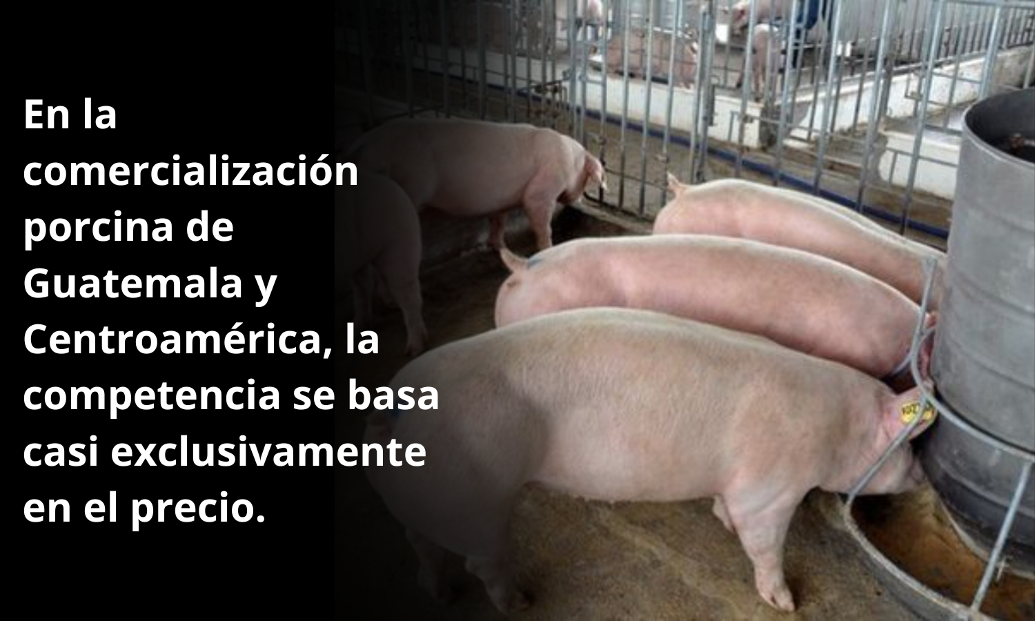 La conercializacion de Cerdos