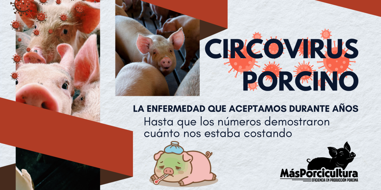 Circovirus Porcino: la enfermedad que durante años aceptamos… hasta que los números demostraron cuánto nos estaba costando