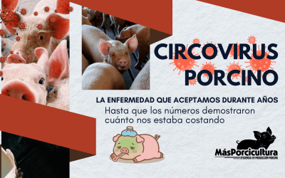 Circovirus Porcino: la enfermedad que durante años aceptamos… hasta que los números demostraron cuánto nos estaba costando