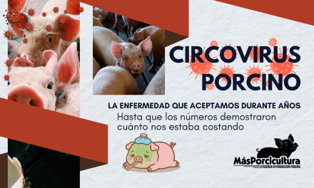 Circovirus Porcino: la enfermedad que durante años aceptamos… hasta que los números demostraron cuánto nos estaba costando