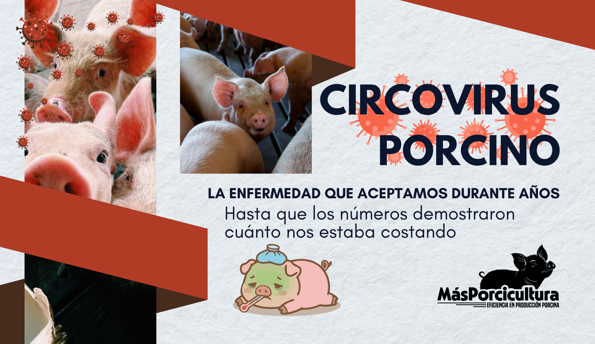 Circovirus Porcino: la enfermedad que durante años aceptamos… hasta que los números demostraron cuánto nos estaba costando