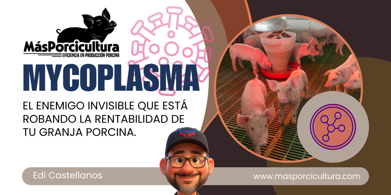 Mycoplasma: El Enemigo Invisible que Está Robando la Rentabilidad de tu Granja Porcina.